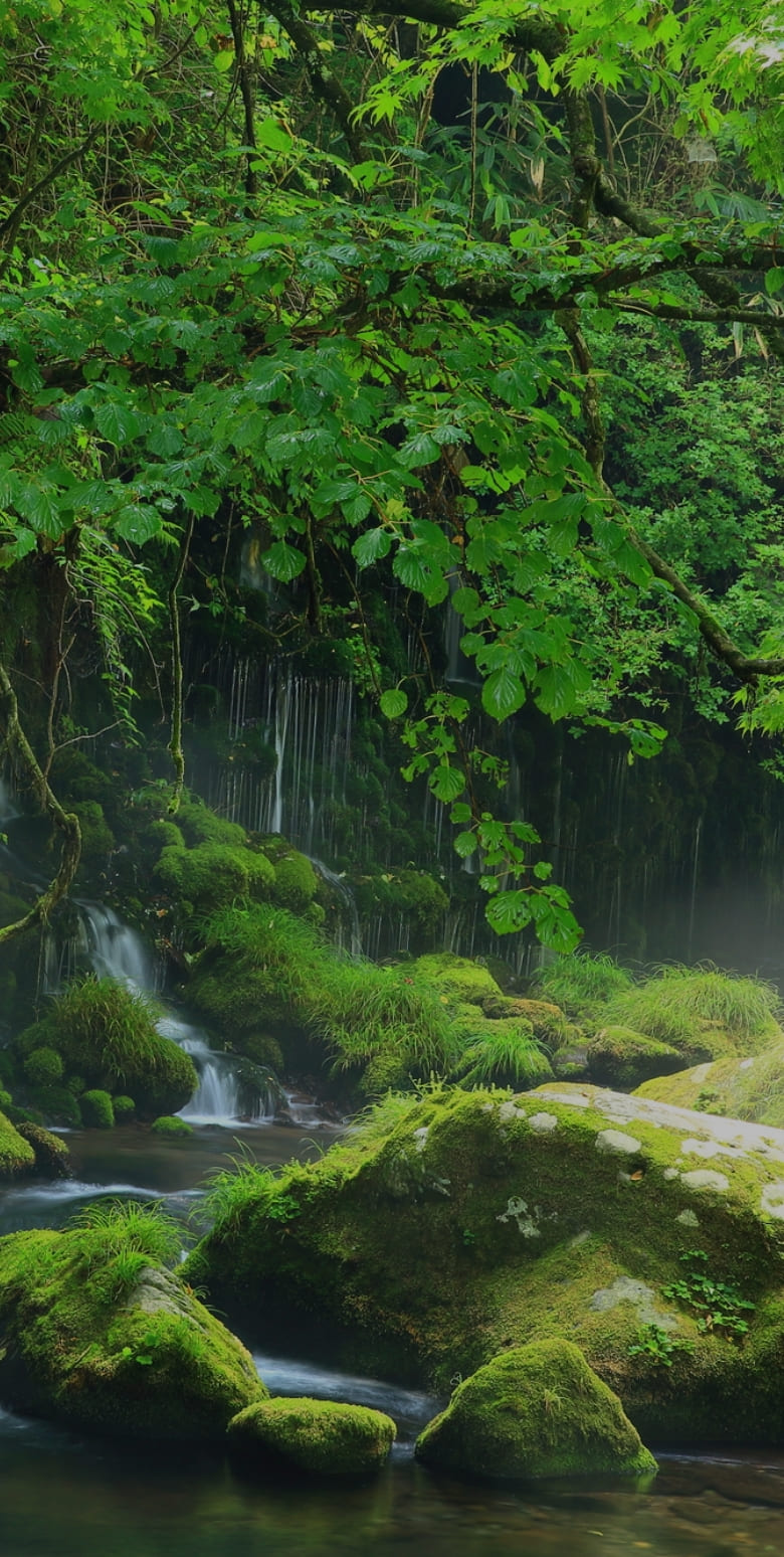 緑の木々が茂る中を落ちる滝